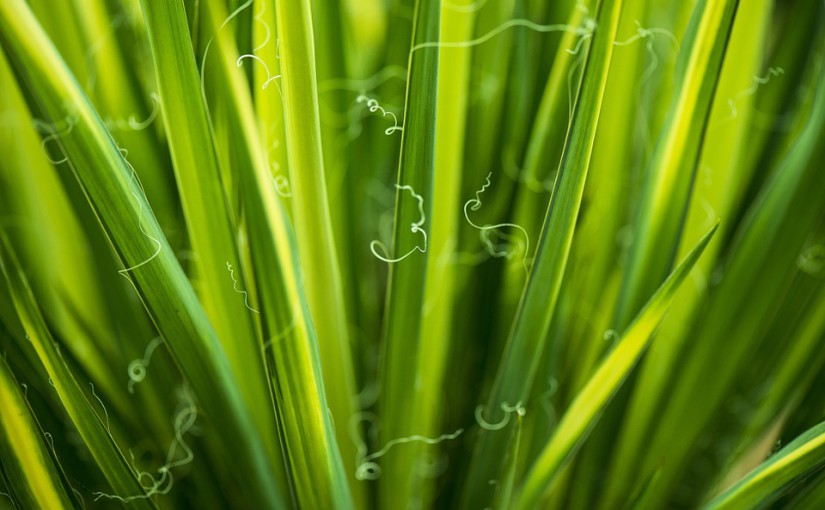 Jardin et écologie : comment les rendre compatibles ?